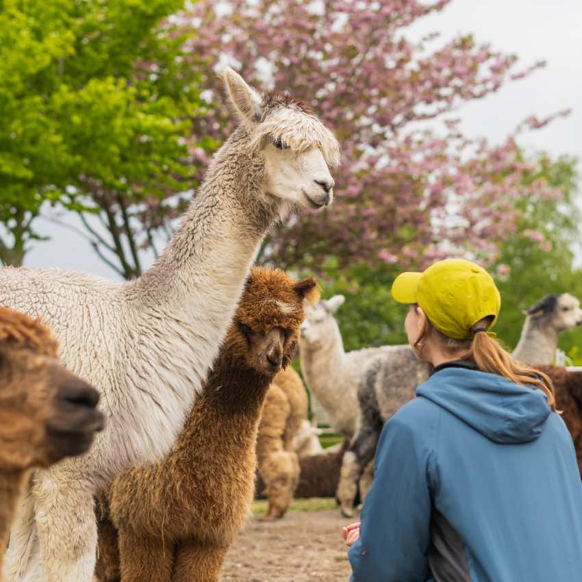 Alpaca-Hygge