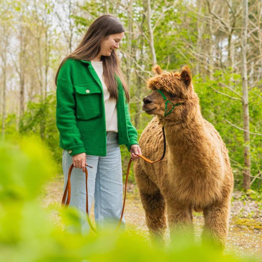 Gå tur med en alpaca hos Alpacapark