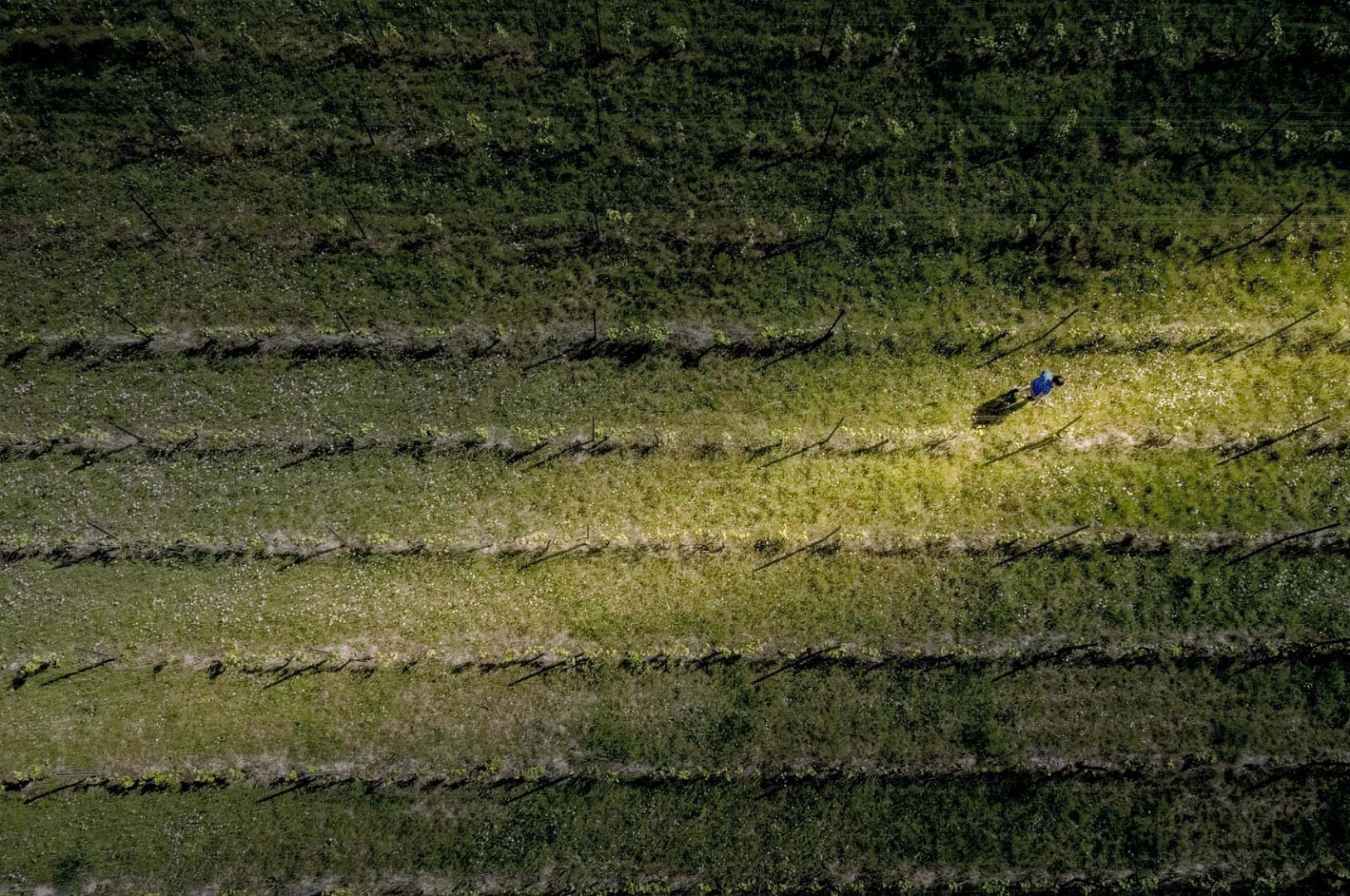 Oplev en dansk vingård hos Nordlund