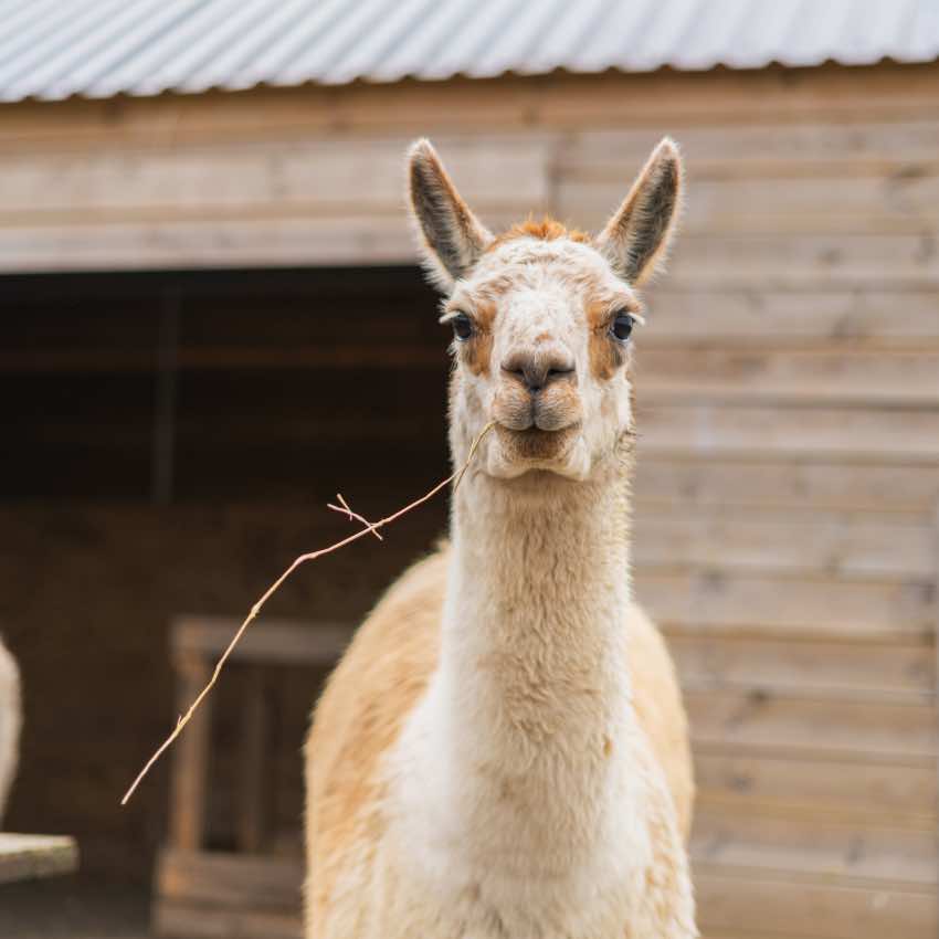 Overnatning i Alpacacamp