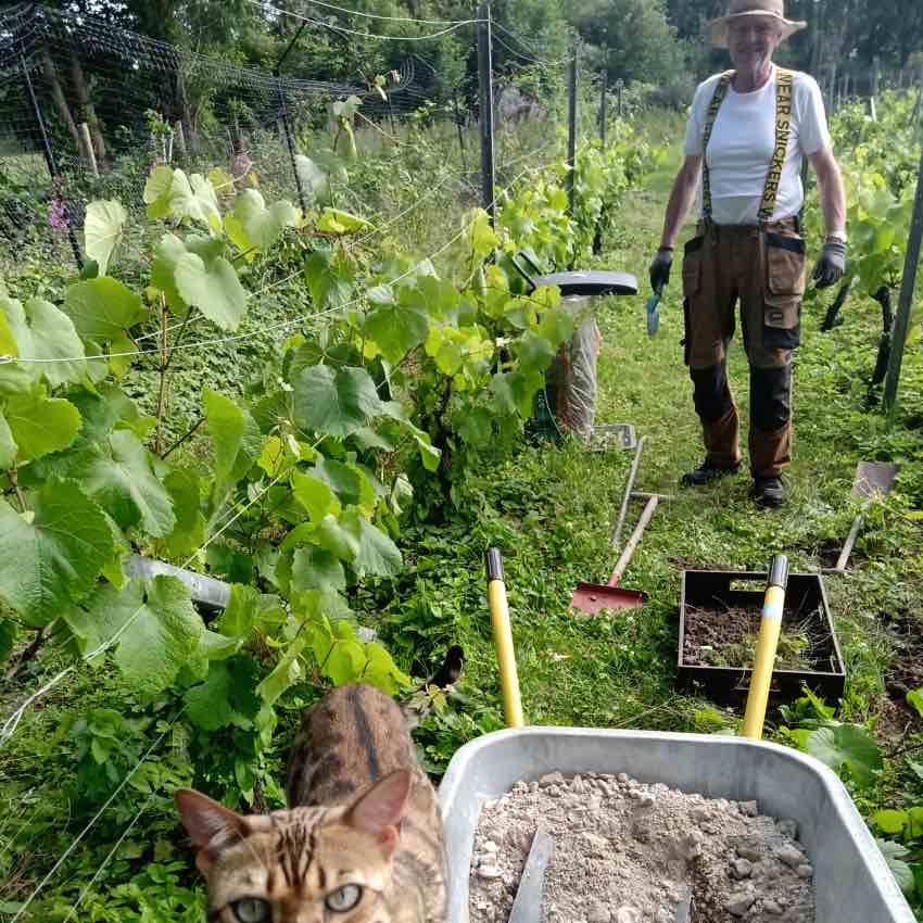 Vinsmagning & rundvisning på Annisse Vingård