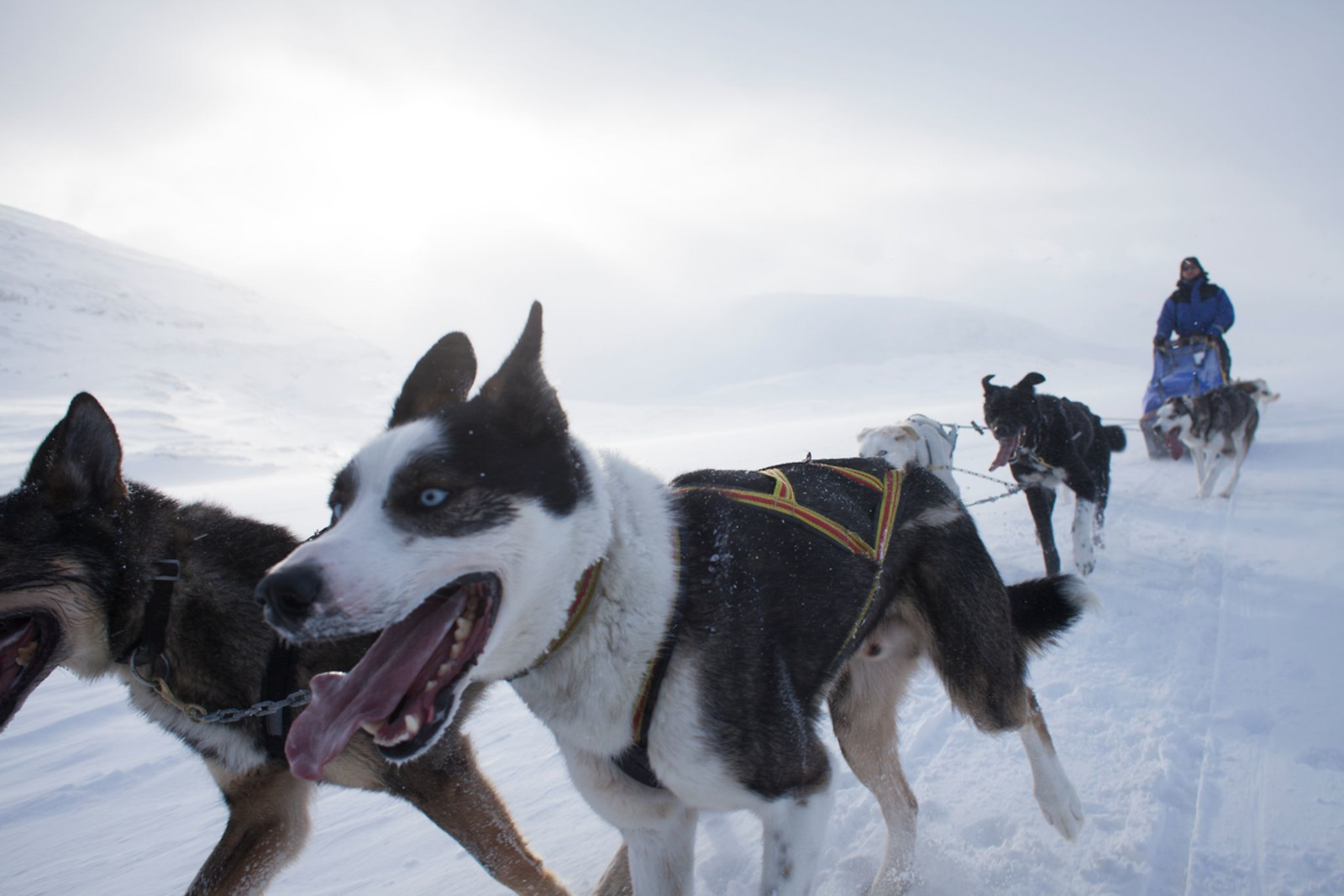 Go Dream KØR HUNDESLÆDE FOR 2- Oplevelsesgaver ADVENTURE