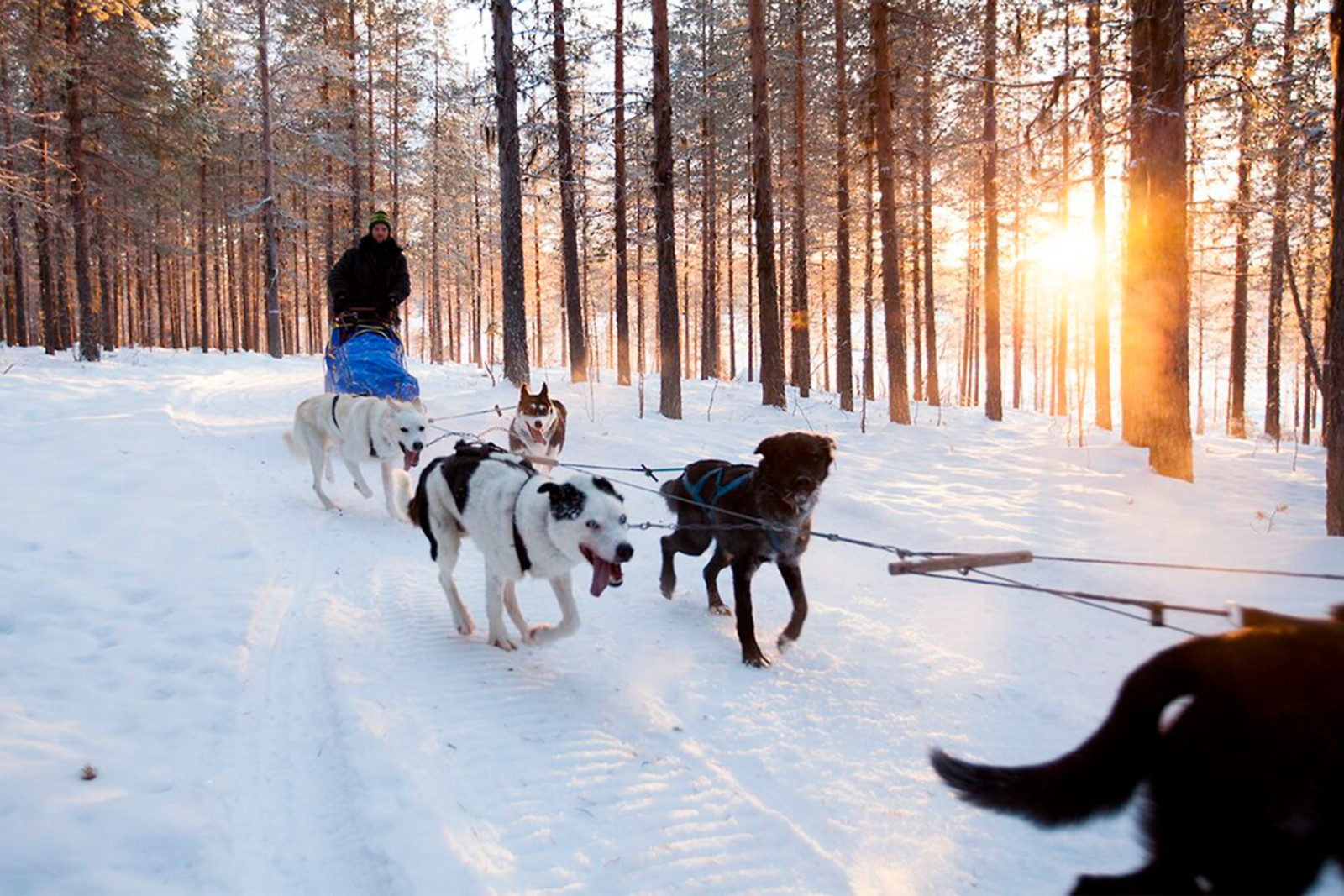 Go Dream PRØV AT KØRE HUNDESLÆDE- Oplevelsesgaver ADVENTURE
