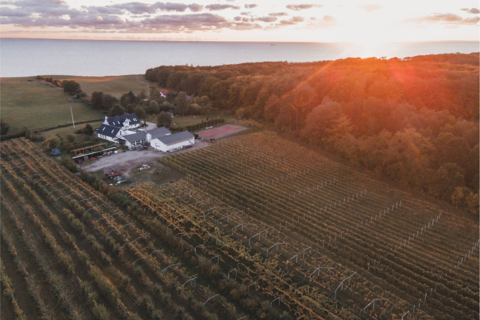Go Dream VINSMAGNING FOR 1 HOS VESTERHAVE VINGAARD- Oplevelsesgaver GASTRONOMY